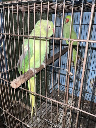 Ringneck parrot 1pair and 2baby talking whatsap 03147049623