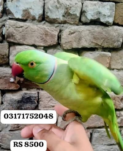 میاں میٹو نام ہے اس کا