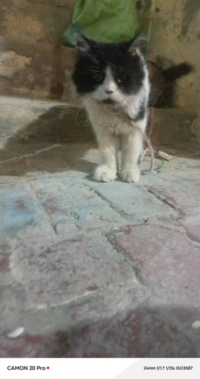 Persian cat male tripple coat British punch face