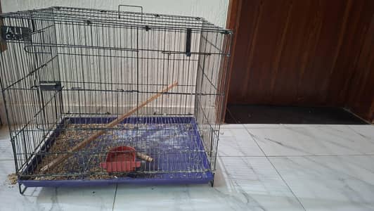 cage birds
