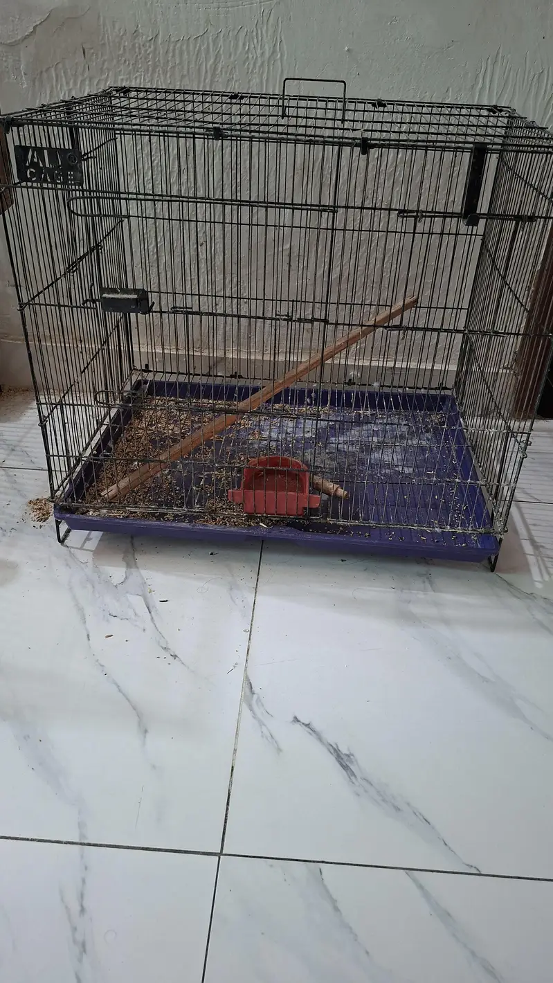 cage birds — photo 2