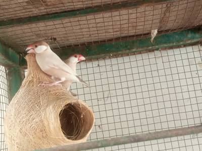 Java Finches breeder pair
