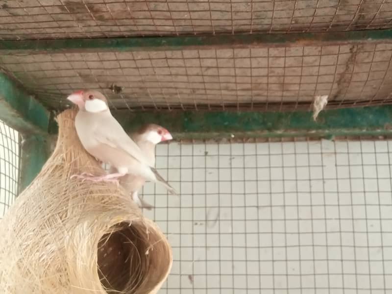 Java Finches breeder pair 1