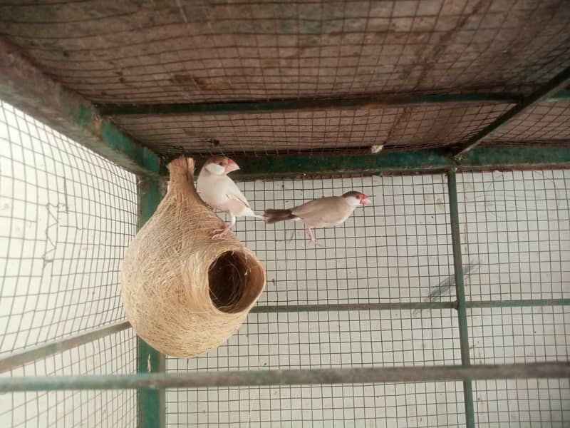 Java Finches breeder pair 2
