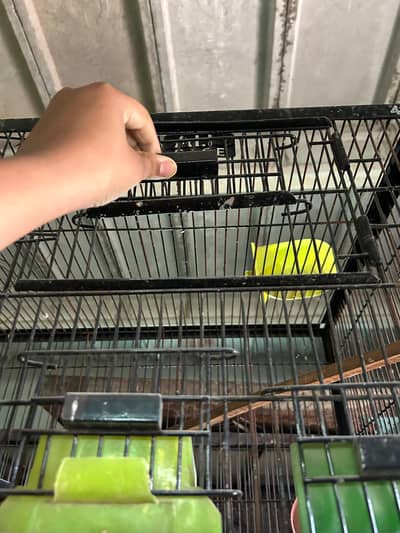 CAGES