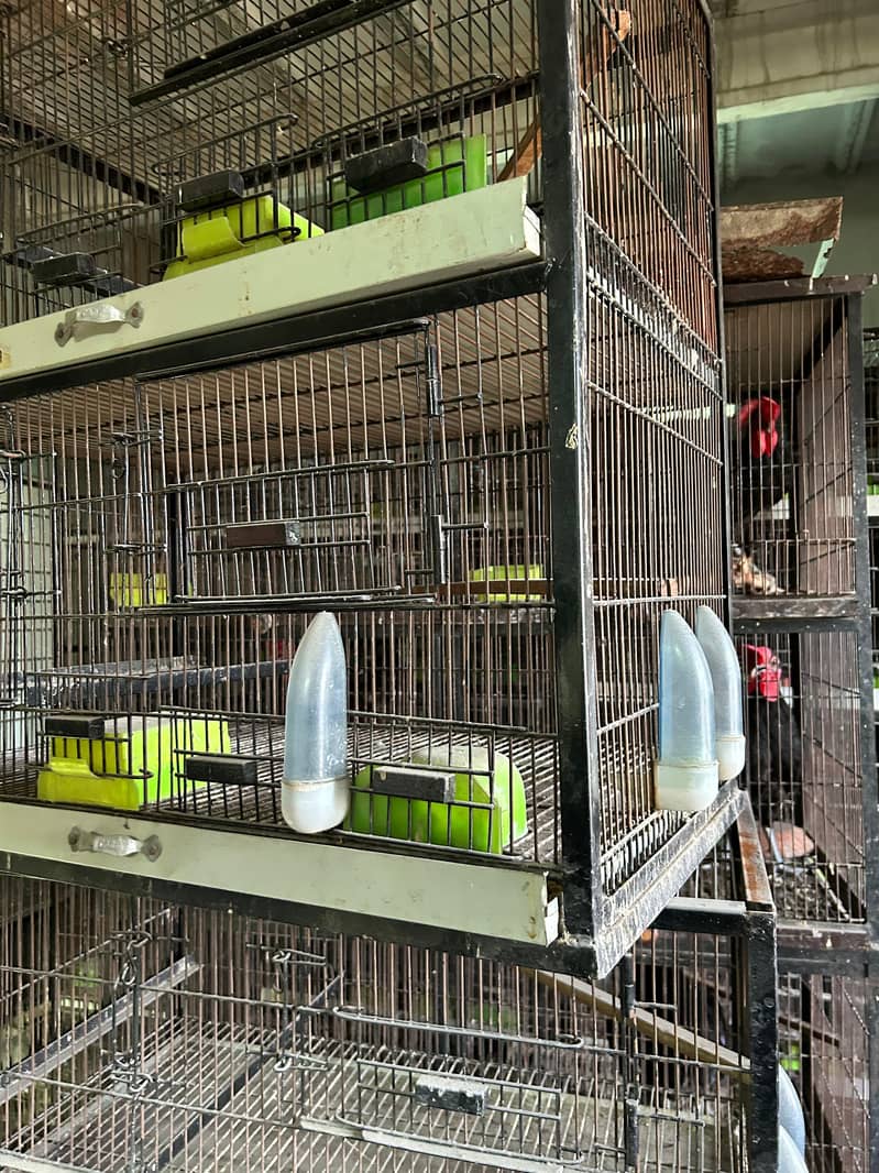 CAGES 2