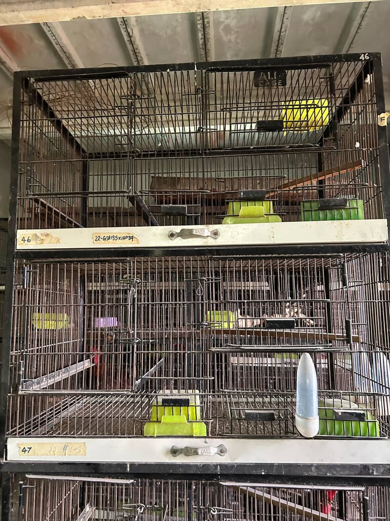 CAGES 3