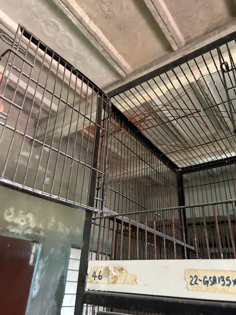 CAGES 7