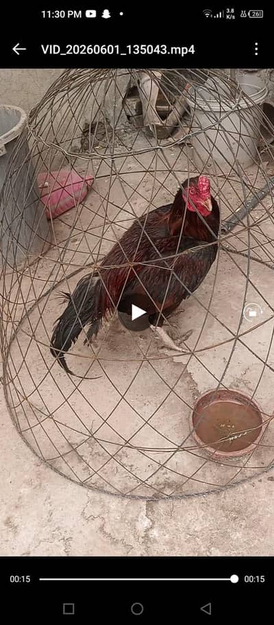Two assel cocks 1 white heera and 2nd red amroha for sale