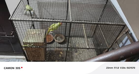 cage birds breeding cage