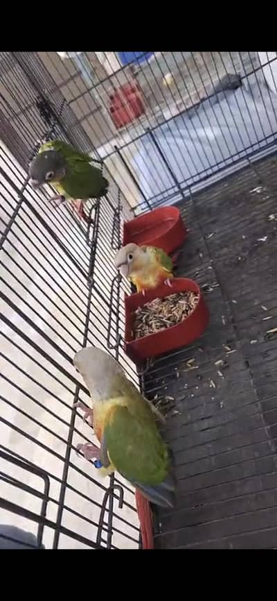 blue turquoise, pineapple, greencheek , lutino , cremino available