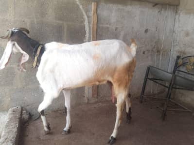 bakri with bacha