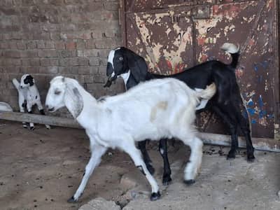 barbri bakri