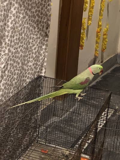 Raw parrot hand tame+ cage