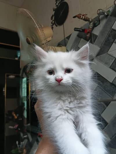 yellow eyes triple Corted healthy active kittens