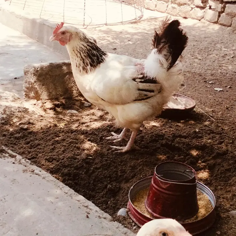 Light sucess 2 female — photo 2
