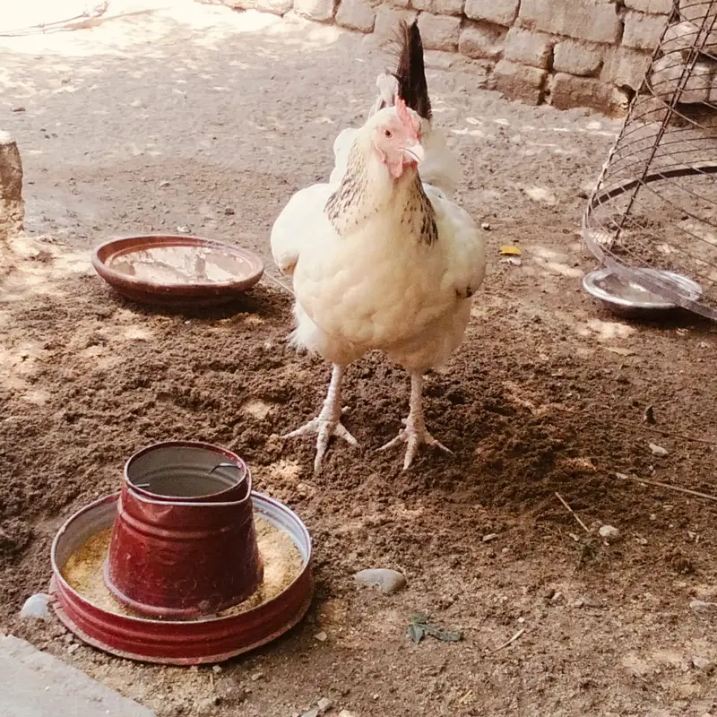 Light sucess 2 female — photo 3