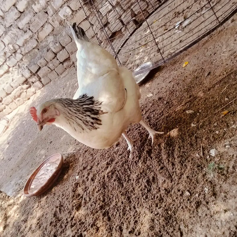 Light sucess 2 female — photo 4