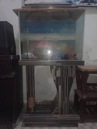 fish aquarium