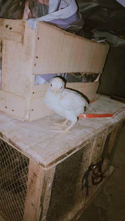 Aseel Chicks for sell