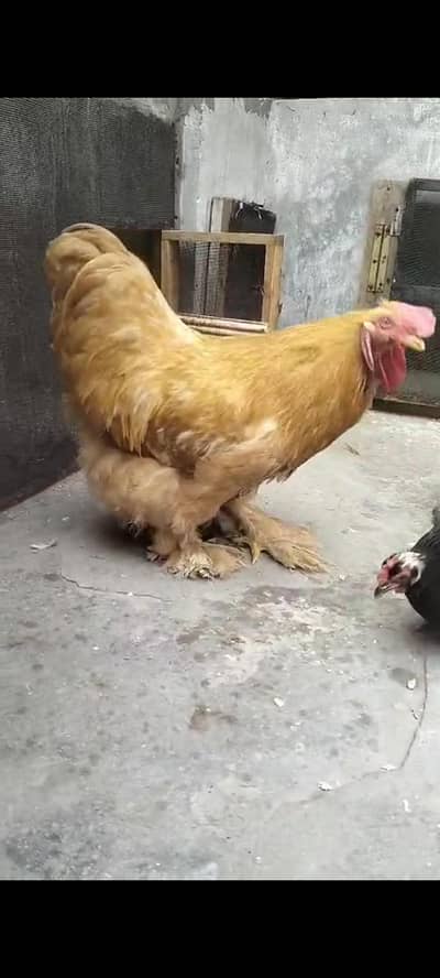 Golden Heavy buff Murga hay boht beautiful hay cross k Liya boht best