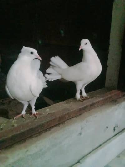 white laky pigeon