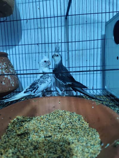 cocktail breeder pair