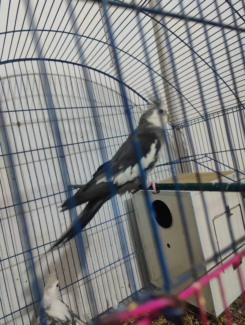 big cage 1