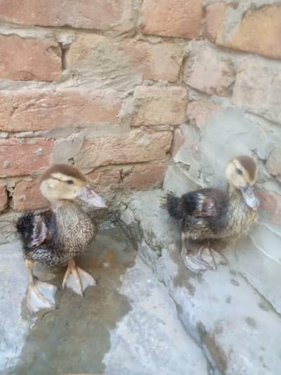 ducks