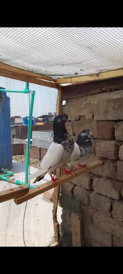 Teddy kabutar for sale with one chick