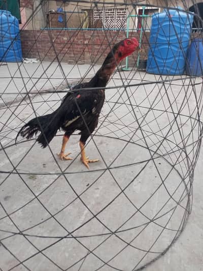03271683833 healthy and active Bird contact my WhatsApp number