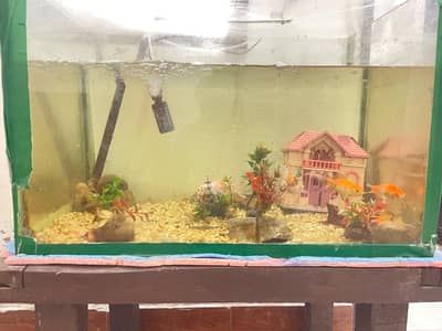 fish aquarium