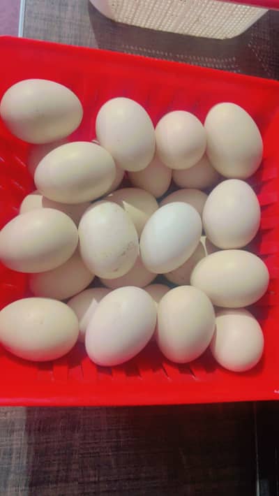 Aseel Fertile eggs for sale