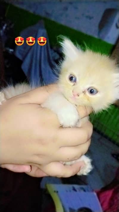 Healthy Persian kitten for sale