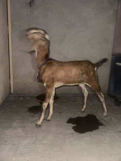 Bakri for sale