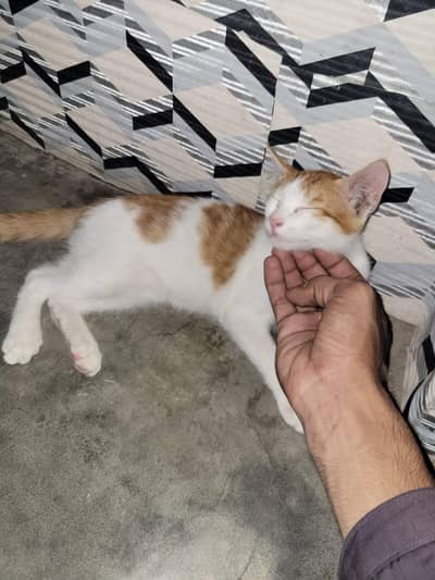 Beautiful and Active Kittens for Adoption / Sale