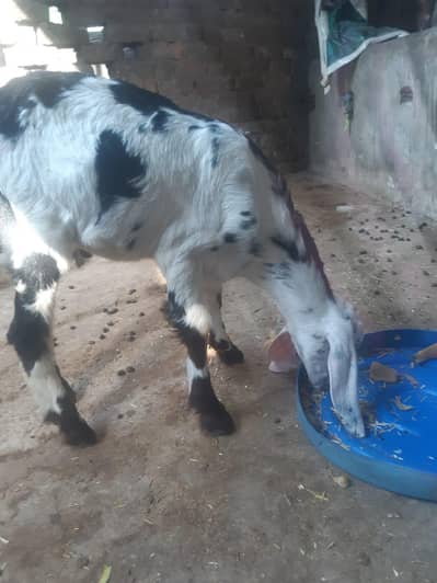 Bakray Aur Bakriyan For Sale – Chotay Aur Baray Size Available