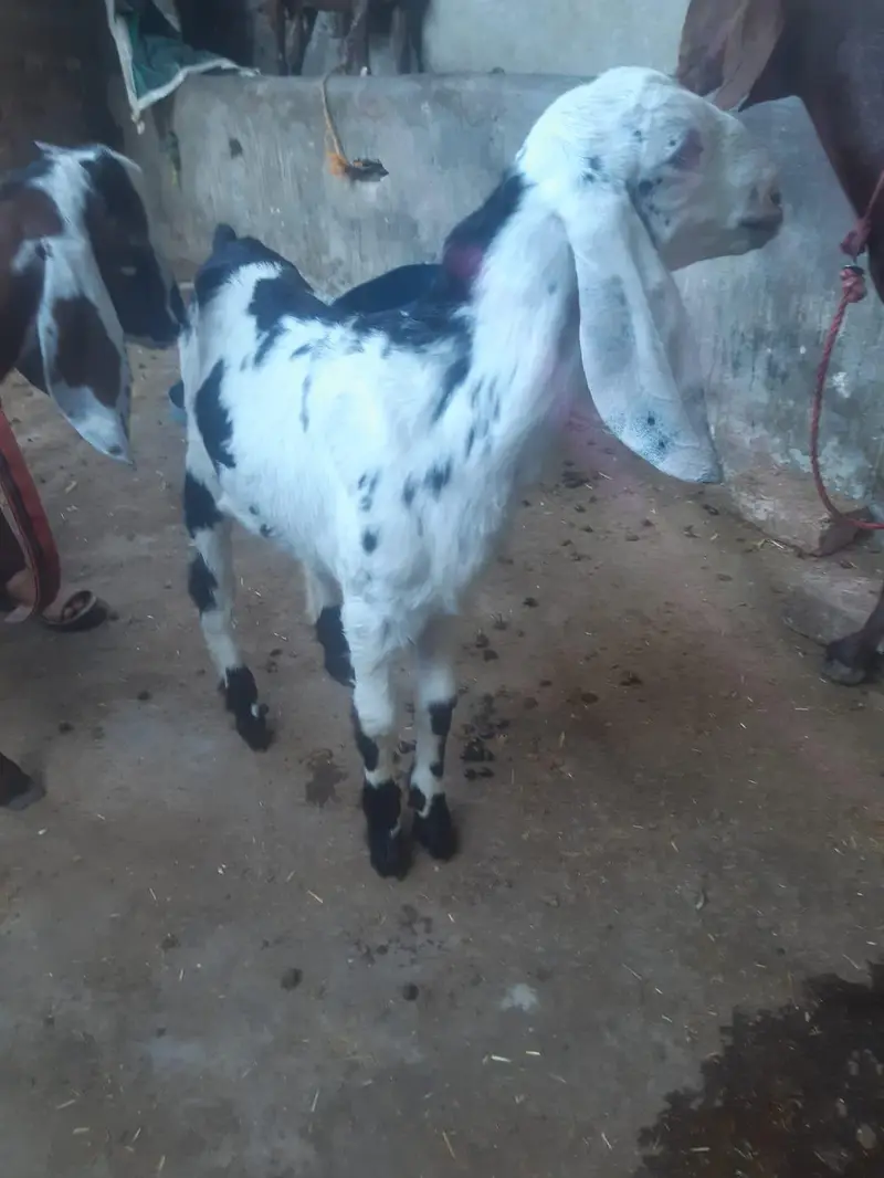 Bakray Aur Bakriyan For Sale – Chotay Aur Baray Size Available — photo 2
