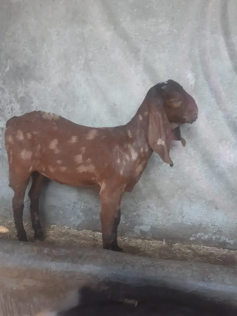 Bakray Aur Bakriyan For Sale – Chotay Aur Baray Size Available — photo 3