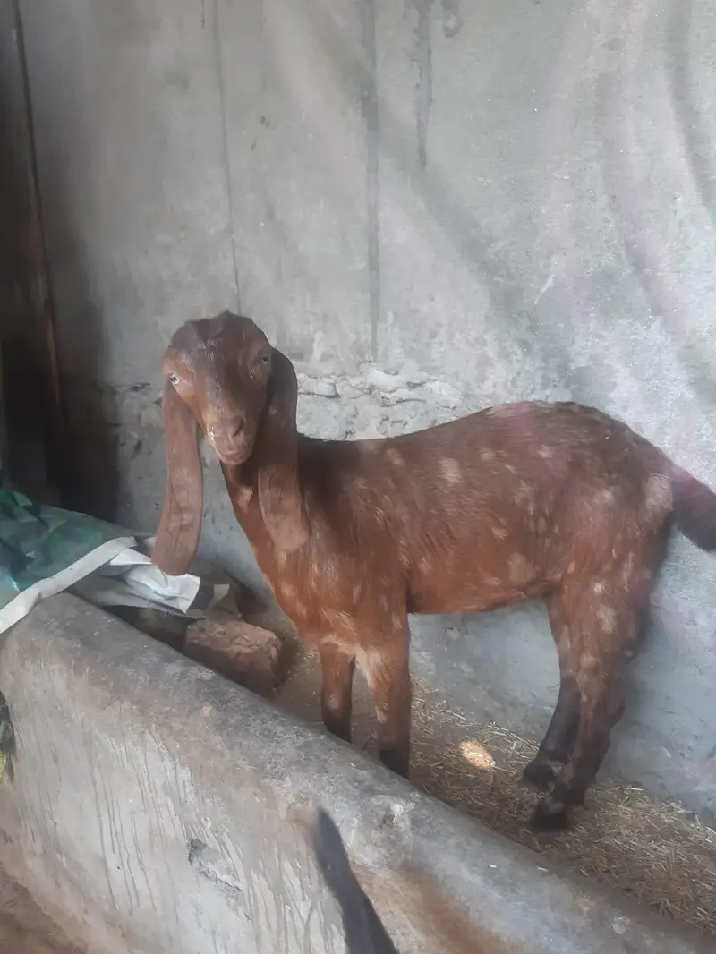 Bakray Aur Bakriyan For Sale – Chotay Aur Baray Size Available — photo 4