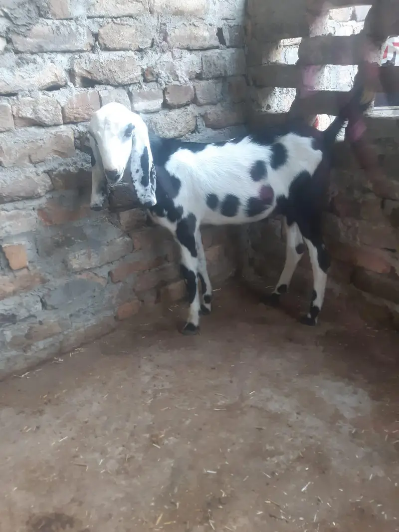 Bakray Aur Bakriyan For Sale – Chotay Aur Baray Size Available — photo 5