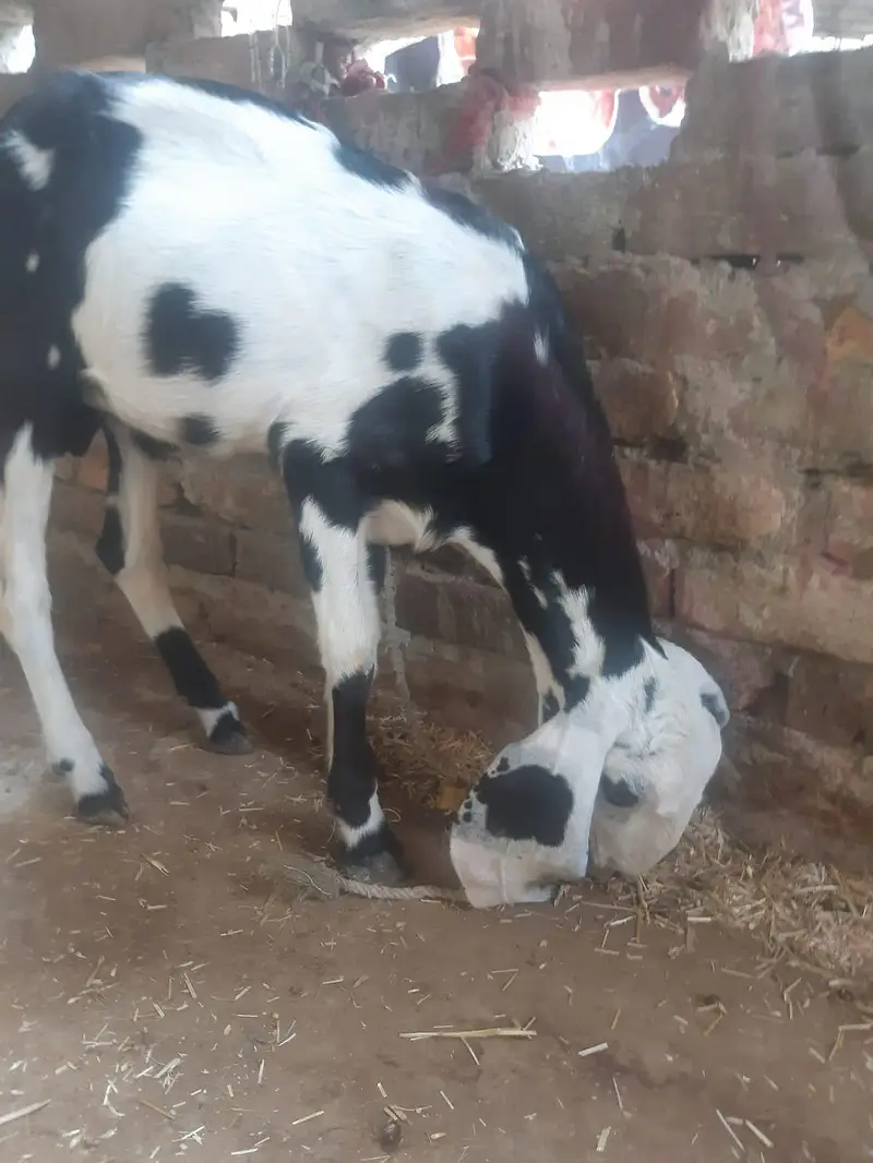 Bakray Aur Bakriyan For Sale – Chotay Aur Baray Size Available — photo 6