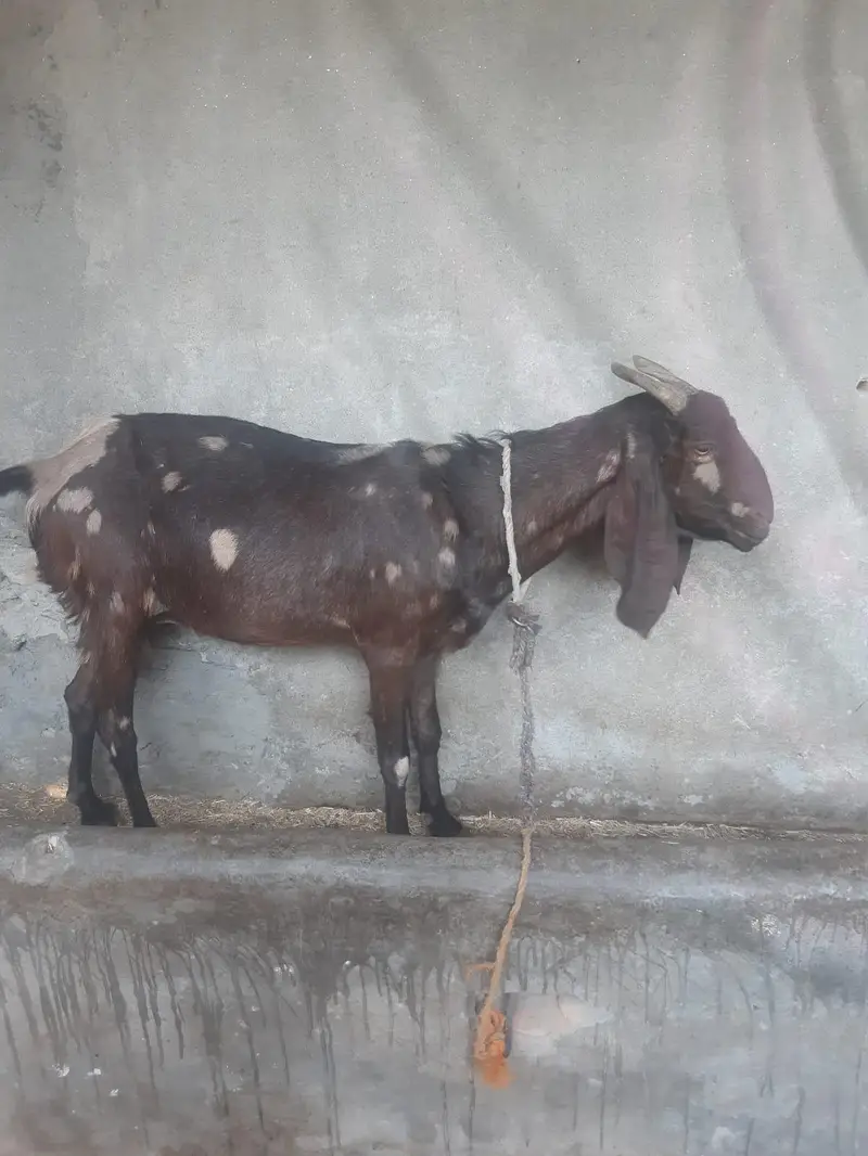 Bakray Aur Bakriyan For Sale – Chotay Aur Baray Size Available — photo 9