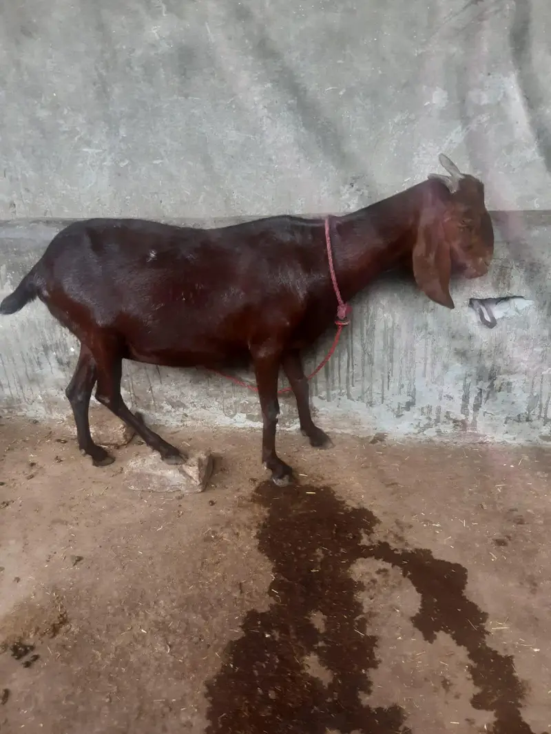 Bakray Aur Bakriyan For Sale – Chotay Aur Baray Size Available — photo 10