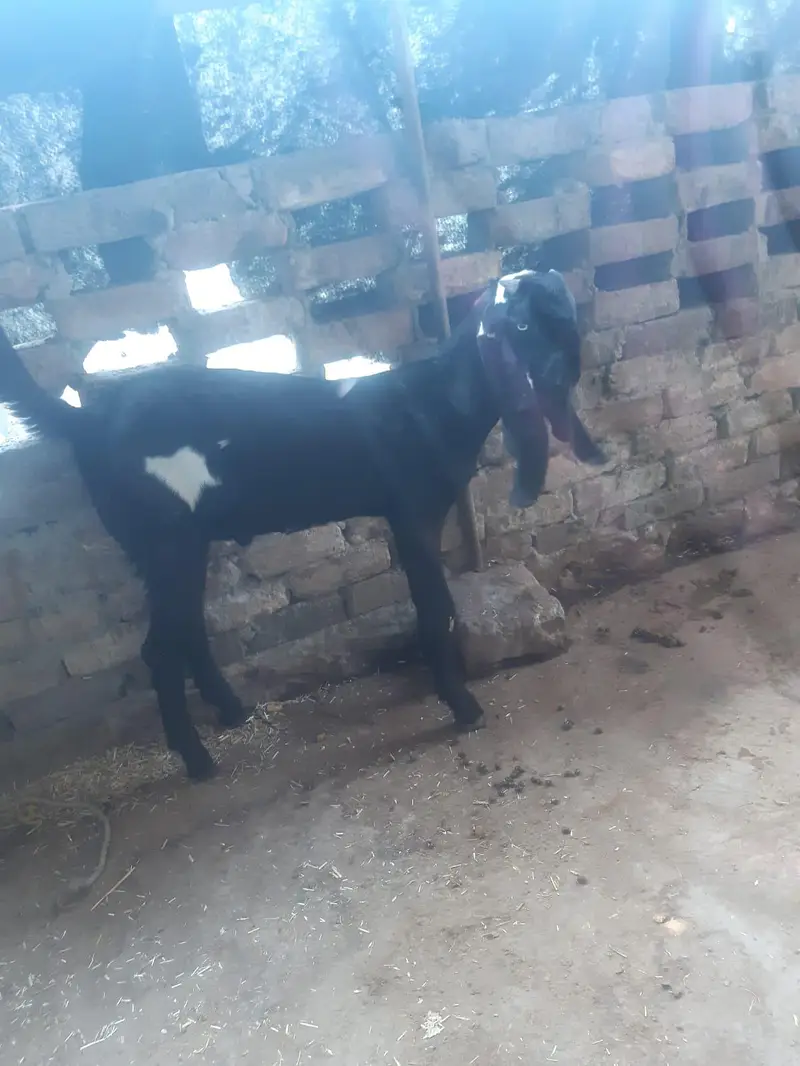 Bakray Aur Bakriyan For Sale – Chotay Aur Baray Size Available — photo 11