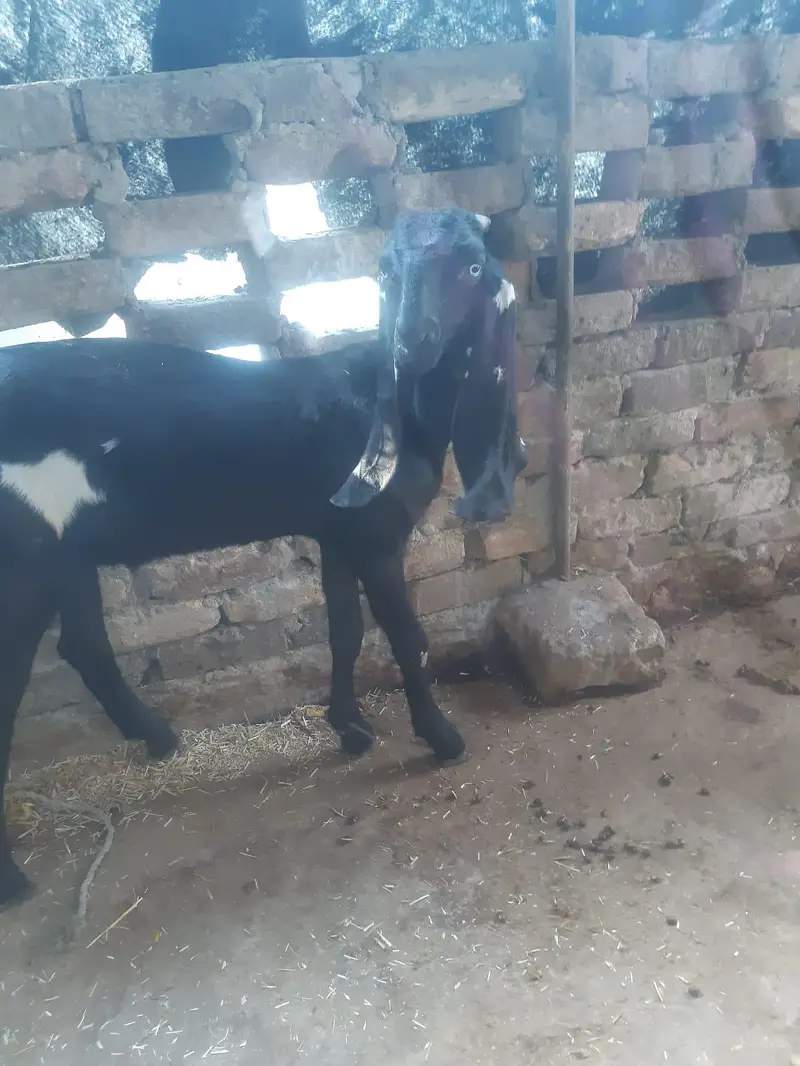 Bakray Aur Bakriyan For Sale – Chotay Aur Baray Size Available — photo 12