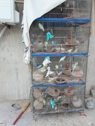 budgie for sale