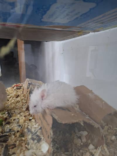 siberian Hamsters 4 (1 male breeder, 3 females] with water bottle,cage