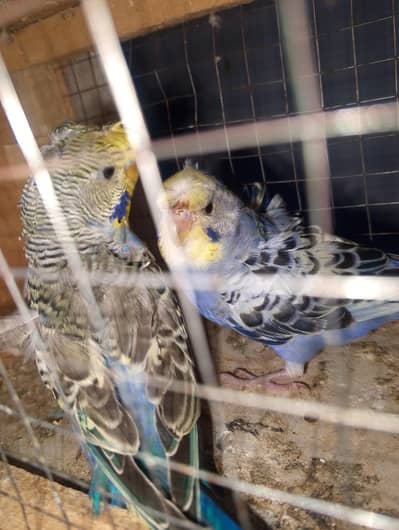 MAASHAALLAH ! VIOLET HOGOROMO PAIR  LOOKING FOR NEW HOME