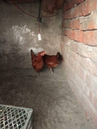 eggs laying hens